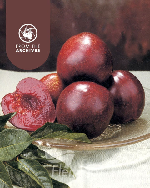 Prunus salicina Mariposa