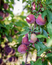 Load image into Gallery viewer, Prunus salicina Mariposa
