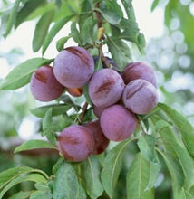 Load image into Gallery viewer, Prunus salicina Mariposa Dwarf Plum
