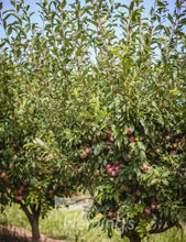 Load image into Gallery viewer, Prunus salicina Mariposa Dwarf Plum
