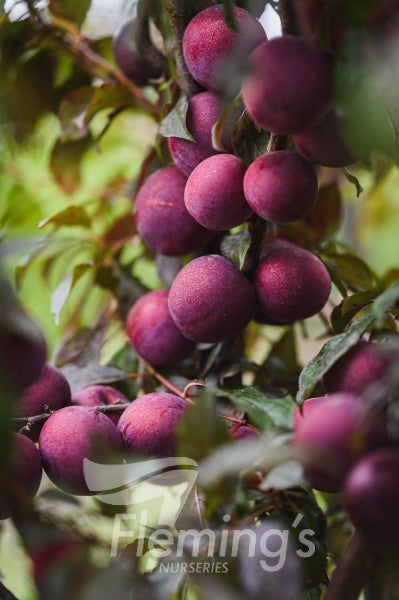 ‘Plumscrumptious’ F2 Fruit® Plum x Apricot Hybrid