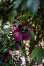 Load image into Gallery viewer, ‘Plumscrumptious’ F2 Fruit® Plum x Apricot Hybrid
