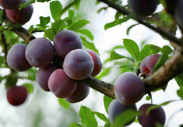 Prunus salicina Ruby Blood Dwarf Plum