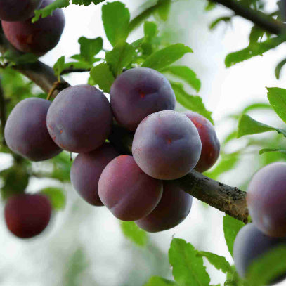 Prunus salicina Ruby Blood Dwarf Plum