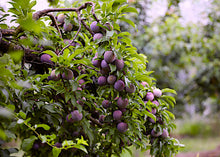 Load image into Gallery viewer, Prunus salicina Ruby Blood Dwarf Plum
