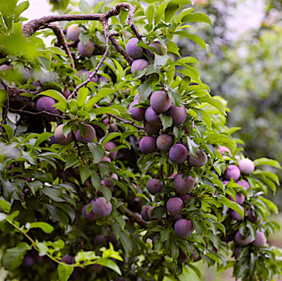 Prunus salicina Ruby Blood Dwarf Plum