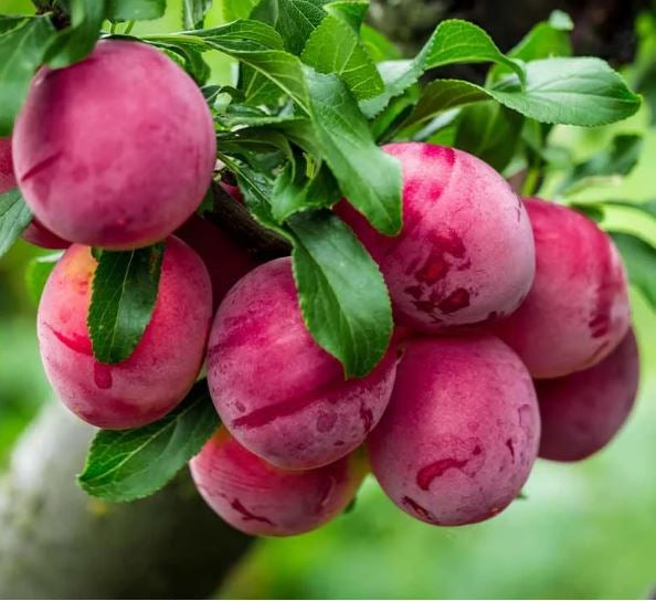 Santa Rosa Plum