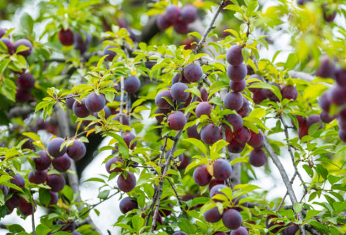 Prunus salicina Santa Rosa Dwarf  (Plum)