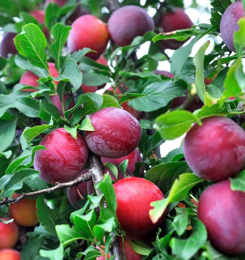 Prunus salicina Satsuma Dwarf (Plum)