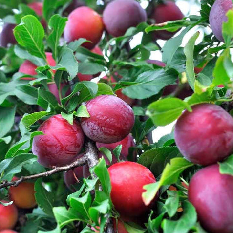 Prunus salicina Satsuma Dwarf Plum