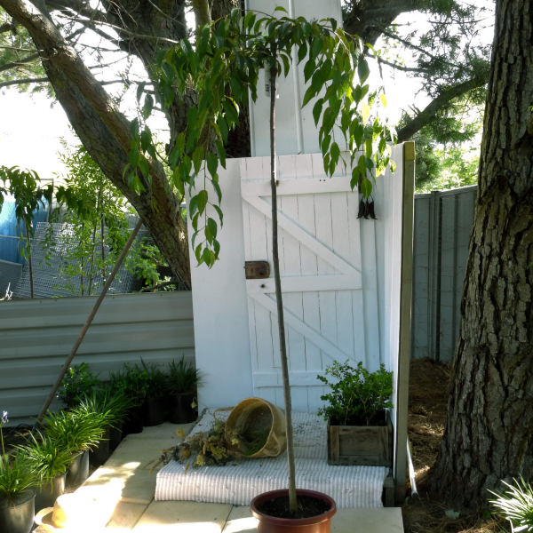 Prunus serrulata Cheals Weeping Cherry