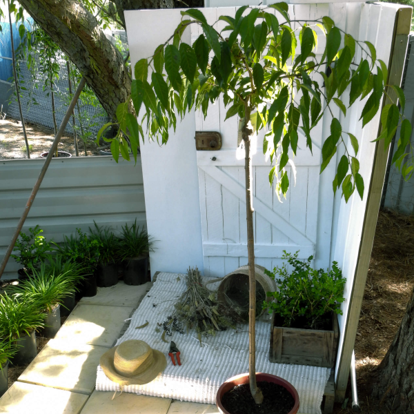 Prunus serrulata Cheals Weeping Cherry