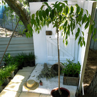 Prunus serrulata Cheals - Weeping Cherry