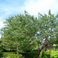 Prunus serrula Tibetan Cherry