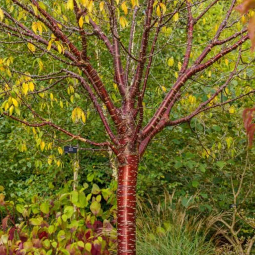 Prunus serrula Tibetan Cherry