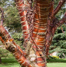 Load image into Gallery viewer, Prunus serrula Tibetan Cherry
