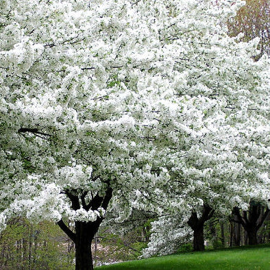 Prunus serrulata Shirotae Mount Fuji