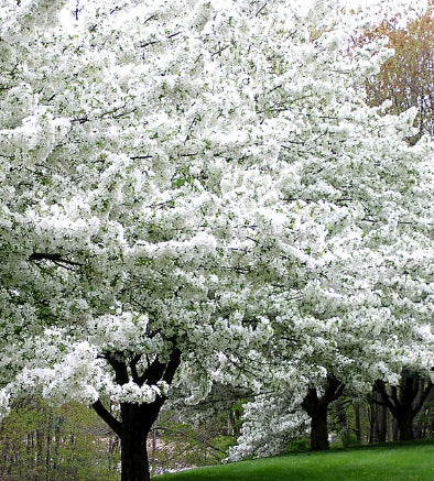 Prunus  Shirotae Mount Fuji