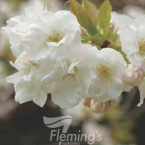 Prunus serrulata Shirotae Mount Fuji