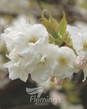 Load image into Gallery viewer, Prunus  Shirotae Mount Fuji
