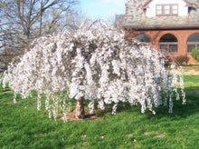 Load image into Gallery viewer, Prunus snofozam Snow Fountain Standards 1.8m
