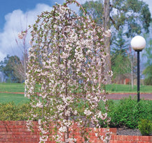 Load image into Gallery viewer, Prunus snofozam Snow Fountain Standards 1.8m
