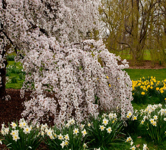Falling Snow White Weeping Cherry 1.2 m Standards