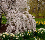 Falling Snow White Weeping Cherry 1.2 m Standards
