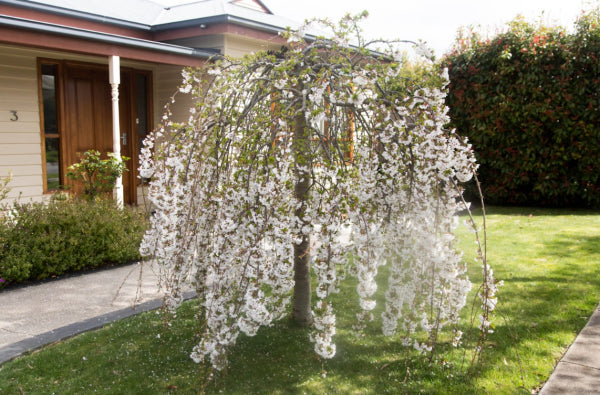 Falling Snow Weeping Cherry Grafted