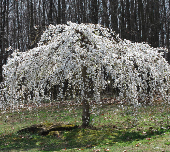 Prunus subhirtella pendula Alba