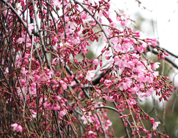 Prunus subhirtella pendula Rosea Weeping Pink Cherry