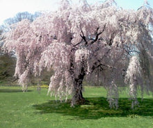 Load image into Gallery viewer, Prunus subhirtella pendula Rosea Weeping Pink Cherry
