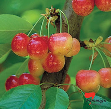 Prunus Trixzie rtm White Cherree (Cherry)