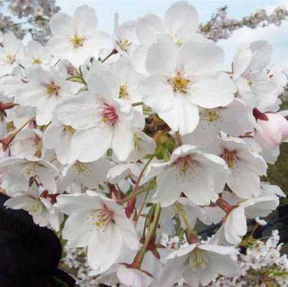Prunus yedoensis Yoshino Cherry Standard 1.8m