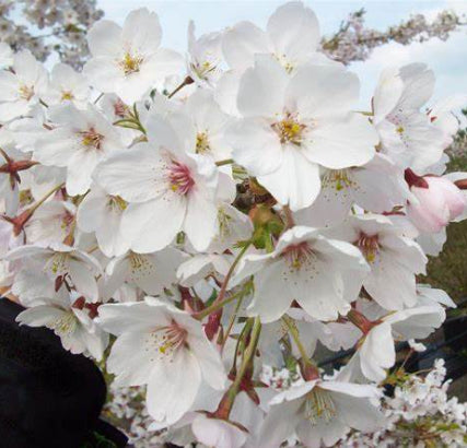 Prunus yedoensis Yoshino Cherry Standard 1.8m