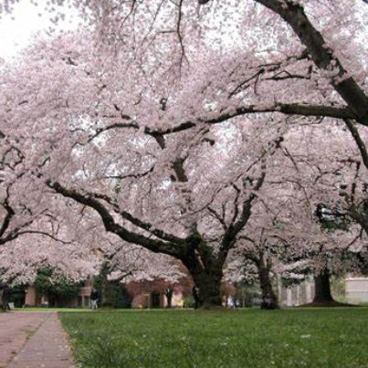 Prunus yedoensis Yoshino Cherry Standard 1.8m