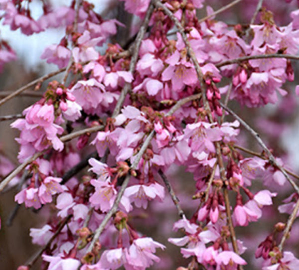 Prunus yedoensis x incisa Pink Cascade Short Standard