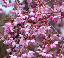 Load image into Gallery viewer, Prunus yedoensis x incisa Pink Cascade Short Standard

