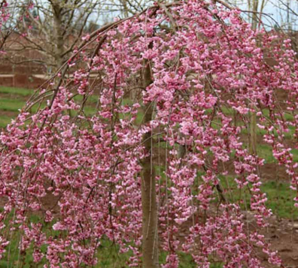Prunus yedoensis x incisa Pink Cascade Short Standard
