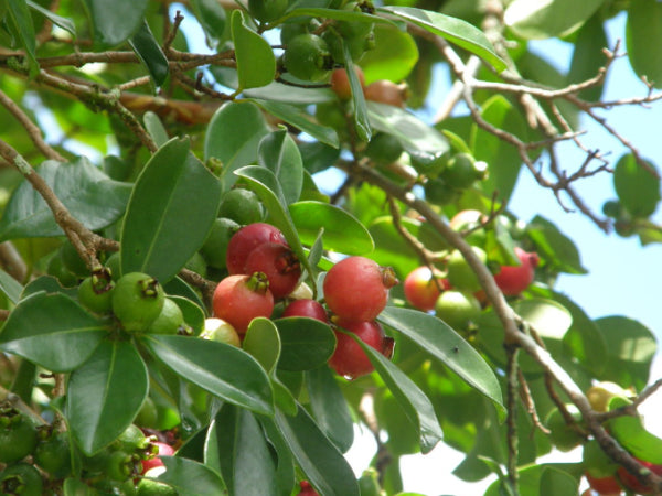 Psidium cattleianum Strawberry Guava