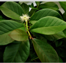 Load image into Gallery viewer, Yellow Strawberry Guava
