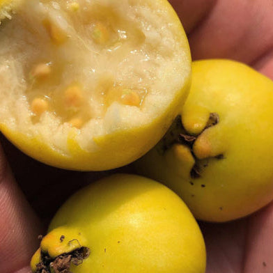 Psidium littorale Yellow Strawberry Guava