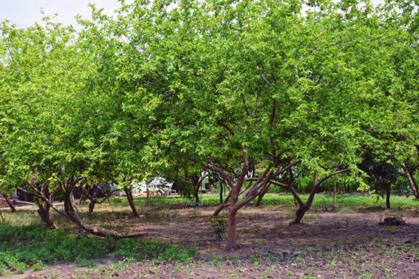 Psidium spp. Hawaiian    (Guava)