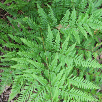 Pteris tremula Tender Brake Fern