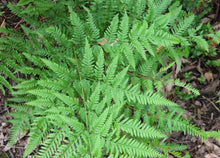 Load image into Gallery viewer, Pteris tremula Tender Brake Fern
