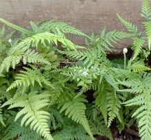 Load image into Gallery viewer, Pteris tremula Tender Brake Fern

