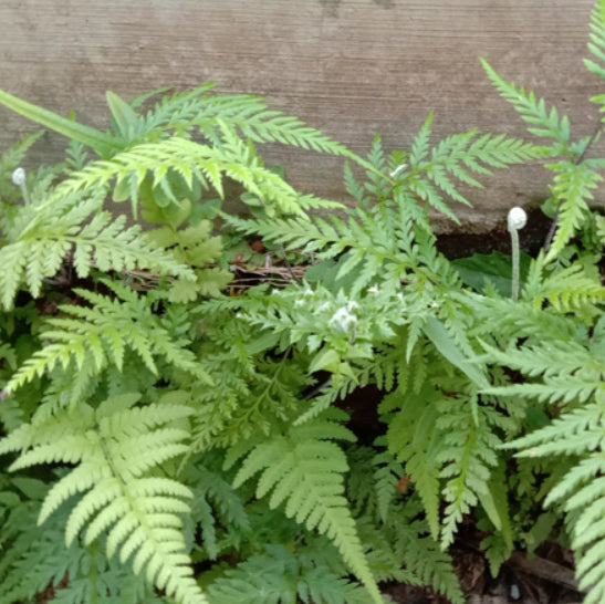 Pteris tremula Tender Brake Fern