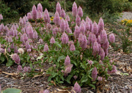 Ptilotus exaltatus Joey