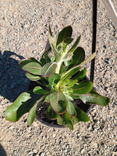 Load image into Gallery viewer, Ptilotus exaltatus Phoenix
