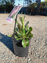 Load image into Gallery viewer, Ptilotus exaltatus Phoenix
